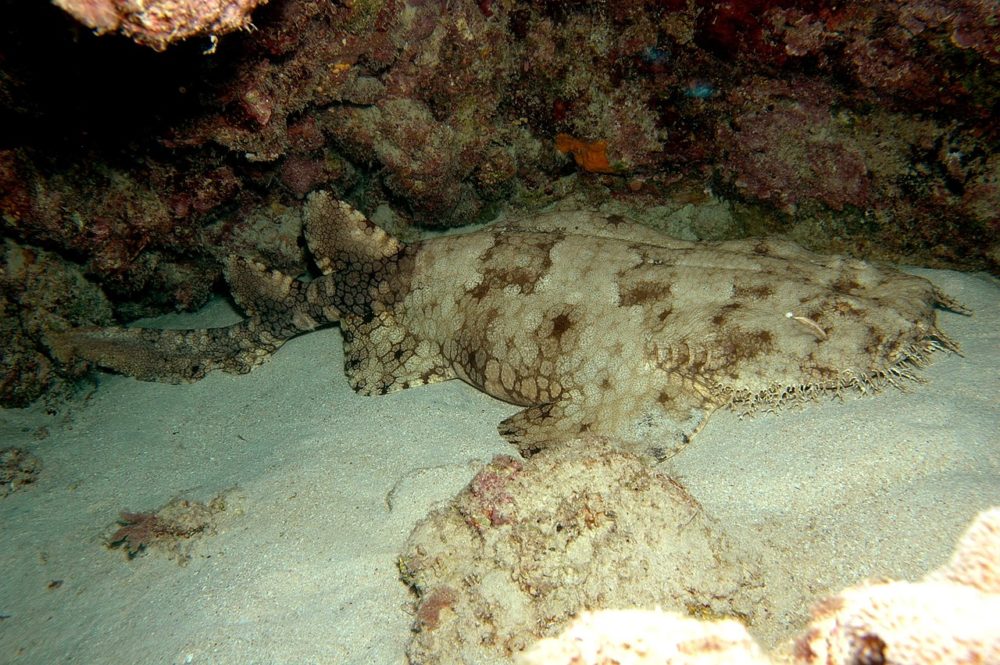 サメの種類全32種の画像まとめ!危険・巨大・深海・変なサメ│ジャングルタイムズ