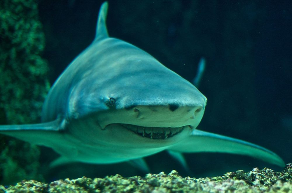 サメの種類全32種の画像まとめ!危険・巨大・深海・変なサメ│ジャングルタイムズ