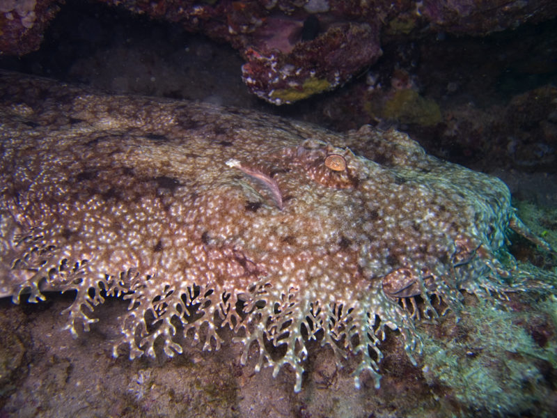 サメの種類全32種の画像まとめ!危険・巨大・深海・変なサメ│ジャングルタイムズ