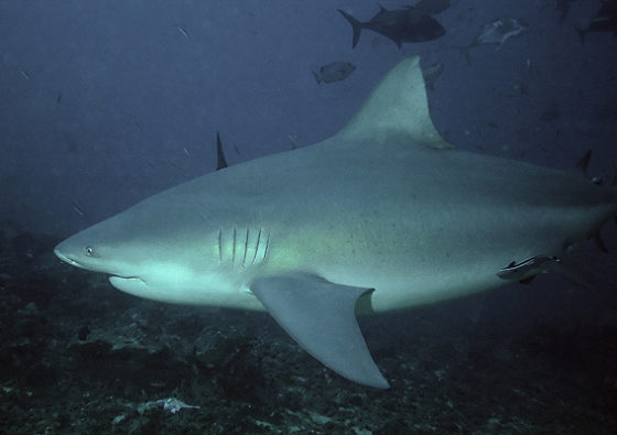 サメの種類全32種の画像まとめ!危険・巨大・深海・変なサメ│ジャングルタイムズ