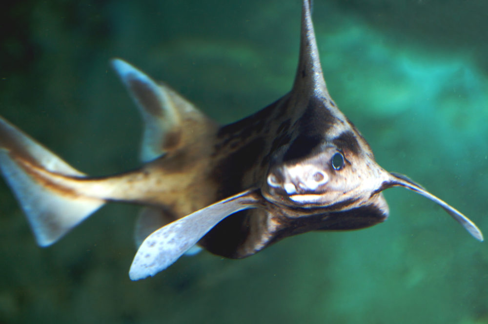 サメの種類全32種の画像まとめ!危険・巨大・深海・変なサメ│ジャングルタイムズ