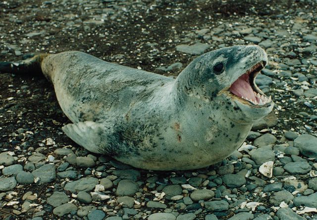 【変な生き物】なんか変！常識を覆す変な動物画像20│ジャングルタイムズ