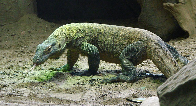 コモドドラゴン 毒に単為生殖 人食いオオトカゲがハイスペックすぎる ジャングルタイムズ