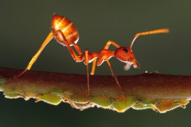 【蟻の種類】こんなのいるの!?世界のアリたち23選！大きい・危険・変なアリ