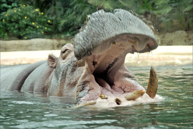 世界最速の動物は 空 海 陸上の最速生物top３ ジャングルタイムズ
