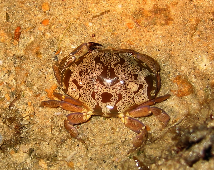 【カニの種類一覧】食用から深海に潜む巨大蟹まで!世界の変なカニ32選!│ジャングルタイムズ