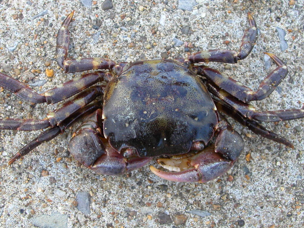 【カニの種類一覧】食用から深海に潜む巨大蟹まで!世界の変なカニ32選!│ジャングルタイムズ